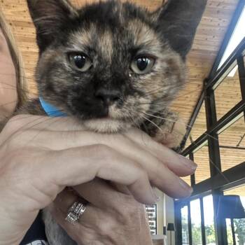 Tortellini (DKT rxn) -  Domestic Short Hair Cat for Adoption in Leander, Texas - Tortellini (DKT Rxn) | PetCurious