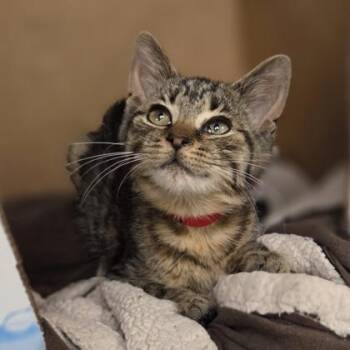 Cup Noodle -  Domestic Short Hair Cat for Adoption in Westland, Michigan - Cup Noodle | PetCurious