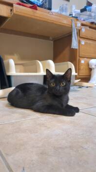 Rescue Domestic Short Hair Cats for Adoption in Puyallup, Washington - Raisin | PetCurious
