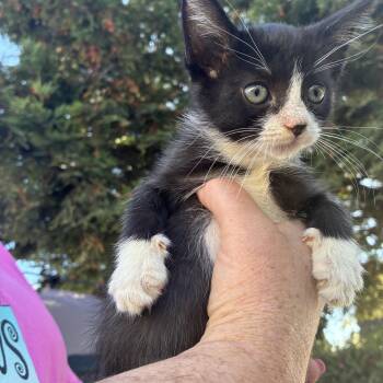 Rescue Domestic Medium Hair Cats for Adoption in Santa Cruz, California - Pip | PetCurious