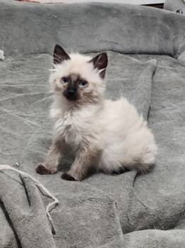 Rescue Domestic Medium Hair and Domestic Short Hair Cats for Adoption in Atlanta, Georgia - Jinx (Adopted) | PetCurious