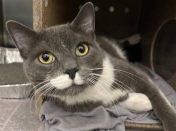 Linden -  Domestic Short Hair Cat for Adoption in Powell, Ohio - Linden | PetCurious