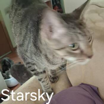 Starsky -  Domestic Short Hair Cat for Adoption in Huntington, West Virginia - Starsky | PetCurious