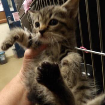 Fern -  Domestic Short Hair Cat for Adoption in New York, New York - Fern | PetCurious