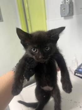 Juice Box -  Domestic Short Hair Cat for Adoption in Daytona Beach, Florida - Juice Box | PetCurious
