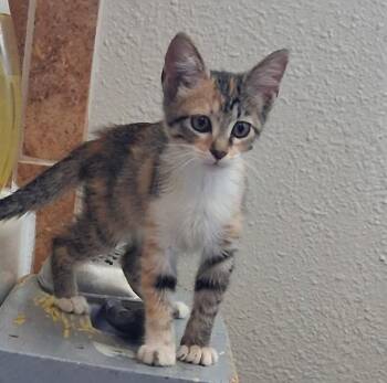 Ramona -  Domestic Short Hair Cat for Adoption in Fort Collins, Colorado - Ramona | PetCurious