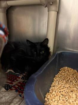 Domestic Short Hair Cats Available for Adoption in Johnson City, Tennessee - Dolly (Slider) | PetCurious