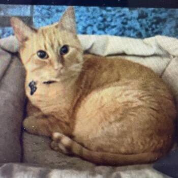 Domestic Medium Hair Cats Available for Adoption in Rochester, Minnesota - Alphonse | PetCurious