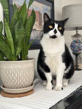 Domestic Short Hair Cats Available for Adoption in New Britain, Connecticut - Bao | PetCurious