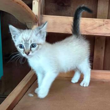 Precious -  Domestic Short Hair Cat for Adoption in Glocester, Rhode Island - Precious | PetCurious
