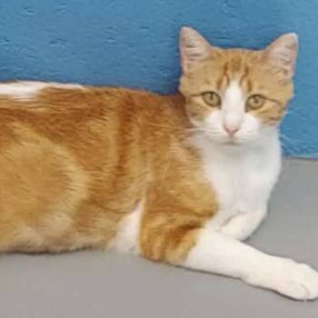 Madison -  Domestic Short Hair Cat for Adoption in Middlebury, Vermont - Madison | PetCurious