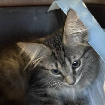 Meyer -  Domestic Short Hair Cat for Adoption in West Palm Beach, Florida - Meyer | PetCurious