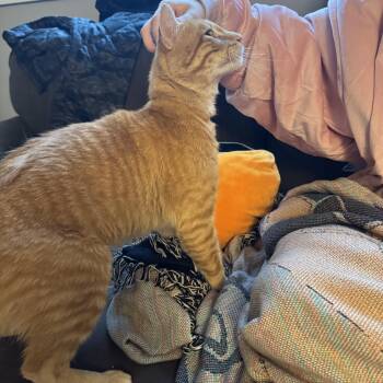 Honey -  Domestic Short Hair Cat for Adoption in Brighton, New York - Honey | PetCurious