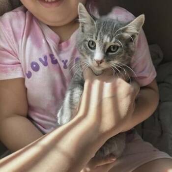 Caz -  Domestic Short Hair Cat for Adoption in Larkfield-wikiup, California - Caz | PetCurious