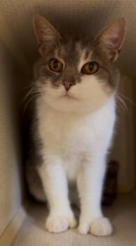 Rescue Domestic Short Hair Cats for Adoption in Barton, Vermont - Harriet | PetCurious