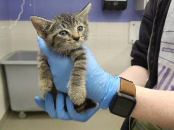 SALLY SUE -  Domestic Short Hair Cat for Adoption in Omaha, Nebraska - SALLY SUE | PetCurious