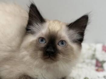 River -  Domestic Long Hair Cat for Adoption in Portland, Oregon - River | PetCurious