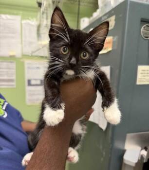 Domestic Short Hair Cats Available for Adoption in New Orleans, Louisiana - Hiro (PetSmart Claiborne) | PetCurious