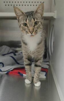 PAMELA -  Domestic Short Hair Cat for Adoption in St. Peters, Missouri - PAMELA | PetCurious