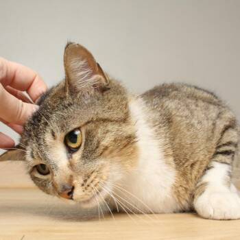Domestic Short Hair Cats Available for Adoption in Minnetonka, Minnesota - Blue Ox C69216 | PetCurious