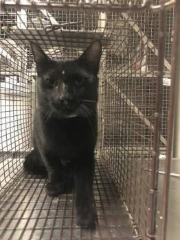 A430001 -  Domestic Short Hair Cat for Adoption in Conroe, Texas - A430001 | PetCurious