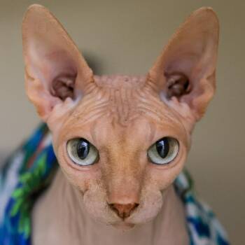 Sphynx Hairless Cat Cats Available for Adoption in Los Angeles, California - Dobby | PetCurious