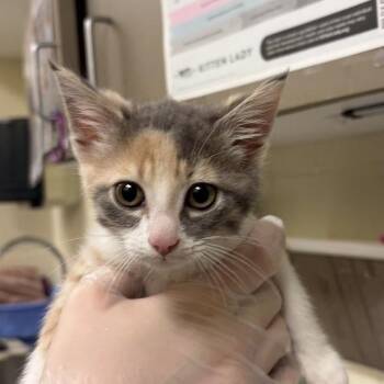 Worm -  Domestic Short Hair Cat for Adoption in Asheville, North Carolina - Worm | PetCurious