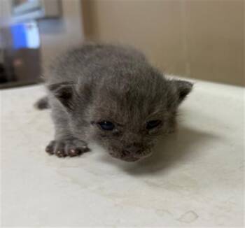 JEEP -  Domestic Short Hair Cat for Adoption in Conroe, Texas - JEEP | PetCurious
