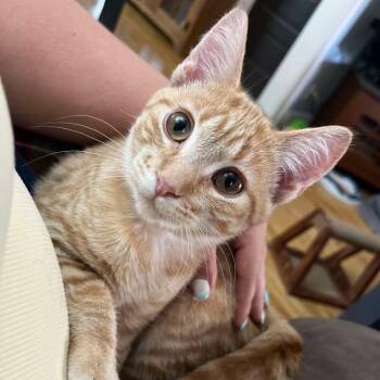 Rescue Domestic Short Hair Cats for Adoption in Stoughton, Wisconsin - Poppy & Creek (bonded Siblings) | PetCurious