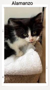 Alamanzo -  Domestic Short Hair Cat for Adoption in Caistor Centre, Ontario - Alamanzo | PetCurious