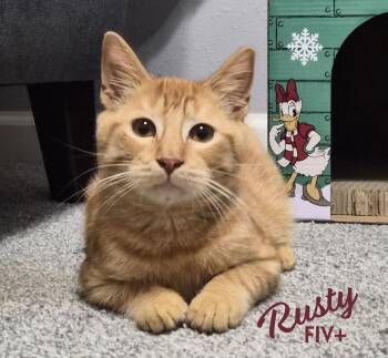 Tabby and Domestic Short Hair Cats Available for Adoption - Rusty #friendly-ginger-boy | PetCurious