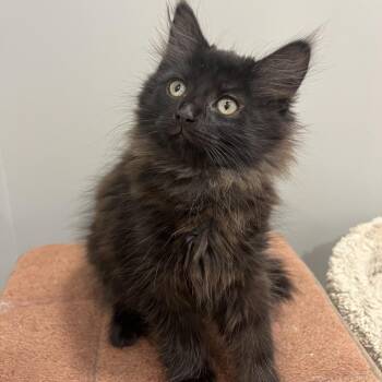Chip (pink collar) -  Domestic Medium Hair Cat for Adoption in Puslinch, Ontario - Chip (pink Collar) | PetCurious