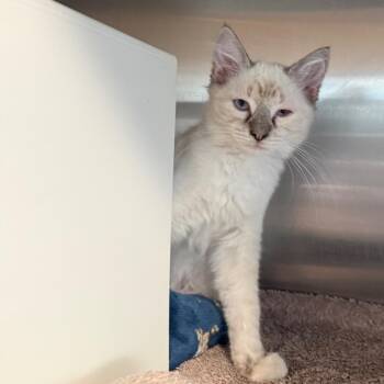 Ruby is at Petsmart GJ -  Domestic Medium Hair Cat for Adoption in Cedaredge, Colorado - Ruby Is At Petsmart GJ | PetCurious