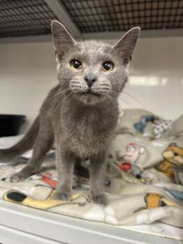 Rescue Domestic Short Hair Cats for Adoption in White Oak, Pennsylvania - Zinnia | PetCurious