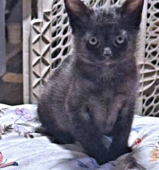 Barrett -  Domestic Short Hair Cat Available for Adoption in Rutherfordton, North Carolina - Barrett | PetCurious