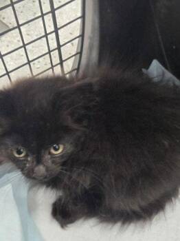 Soot -  Domestic Long Hair Cat for Adoption in Oakland, California - Soot | PetCurious