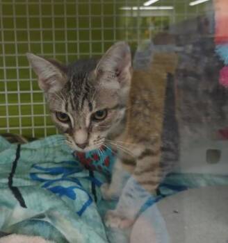 JoJo -  Domestic Short Hair Cat for Adoption in Kansas City, Missouri - JoJo | PetCurious
