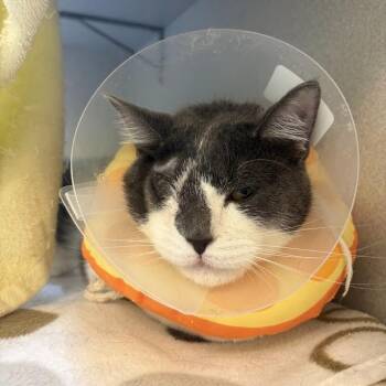 Elle Driver -  Domestic Short Hair Cat for Adoption in Pittsburgh, Pennsylvania - Elle Driver | PetCurious