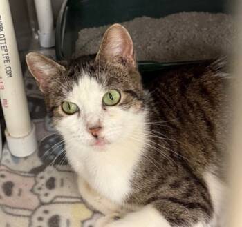 Rescue Domestic Short Hair Cats for Adoption in Columbia City, Indiana - Cicada *Special Needs* | PetCurious