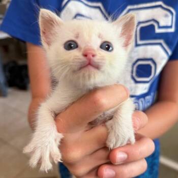 Tobias -  Domestic Short Hair Cat for Adoption in Midland, Texas - Tobias | PetCurious
