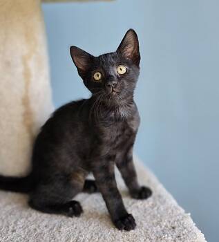 Rescue Domestic Short Hair Cats for Adoption in Wilmington, North Carolina - Sally | PetCurious