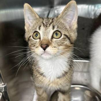 Pothos -  Domestic Short Hair Cat for Adoption in Matteson, Illinois - Pothos | PetCurious