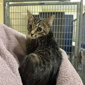 Yongbok -  Domestic Short Hair Cat for Adoption in Richmond, Virginia - Yongbok | PetCurious