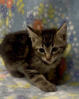 Glory -  Domestic Short Hair Cat for Adoption in Payson, Arizona - Glory | PetCurious