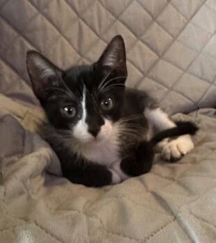 Tuxedo and Domestic Medium Hair Cats Available for Adoption in Magnolia Springs, Alabama - Dewie | PetCurious