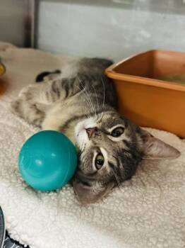 Dusty -  Domestic Short Hair Cat for Adoption in Fort Worth, Texas - Dusty | PetCurious