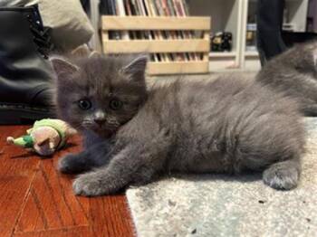 Domestic Long Hair Cats Available for Adoption in Tustin, California - BULGOGI | PetCurious