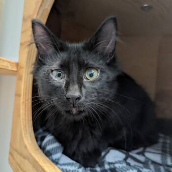 Thor -  Domestic Long Hair Cat for Adoption in Madison, Wisconsin - Thor | PetCurious