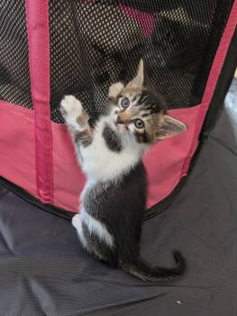 Heart -  Tabby and Domestic Short Hair Cat for Adoption in Buford, Georgia - Heart | PetCurious