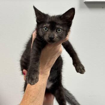 Kisses -  Domestic Short Hair Cat for Adoption in Spring Hill, Kansas - Kisses | PetCurious